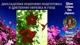 ДИПЛАДЕНИЯ ПОДРОБНО О ПОДГОТОВКЕ К ЦВЕТЕНИЮ | ОБРЕЗКА И УХОД