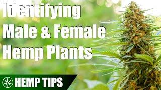 How to Identify Male & Female Hemp Plants