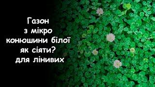 Газон з мікро конюшини білої. Як сіяти?  Створення газону для ледачих за шість тижнів?