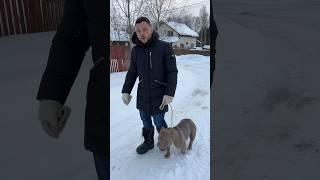 Воспитание собаки, которую целый год не воспитывали? Как отучить собаку не тянуть поводок??