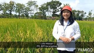 Kolaborasi Rojolele Srinuk dan Flora One