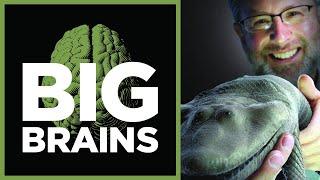 Big Brains: The Missing Link In Evolution with Neil Shubin