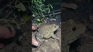 Funny prey frogs 