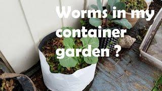 Should I Add Worms To My Container Garden ? Straight to the point