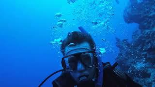 Diving in Sharm el-Sheikh, near Reef Oasis Blue Bay Resort Spa