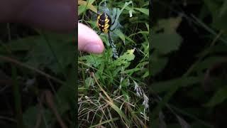 Petting Black & Yellow Garden Spider (Argiope aurantia)