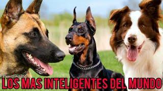 Las Razas de Perros Mas Inteligentes del Mundo 