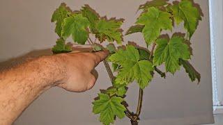 in memory of Sycamore Gap Tree Update