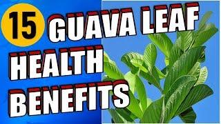 15 Health Benefits Of Guava Leaves That You Should Know