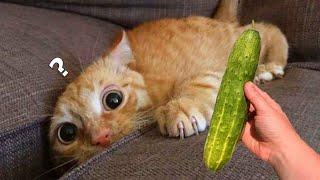 Cucumbers Scare The Life Out Of Cats 