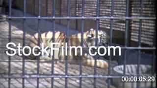 1973: Bengal tiger in confined zoo cell. WASHINGTON DC