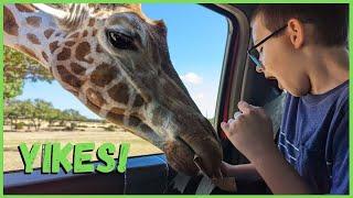 Best Wildlife Safari in Texas  [Full Tour] | Fossil Rim | Things to do in Glen Rose Texas