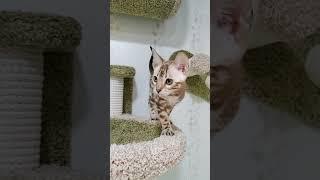 Бенгальский котенок снежный минк угольный на продажу в любимцы. Мальчик. 3 месяца. Кастрирован.