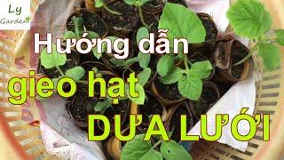 Hướng dẫn kỹ thuật gieo hạt giống dưa lưới [Ly Garden- Vườn của Ly]