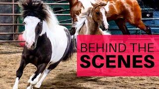 Behind-The-Scenes of Discover The Horse!