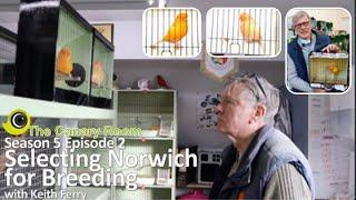 The Canary Room - Season 5 ep 2 - Selecting Norwich Canaries for Breeding with Keith Ferry