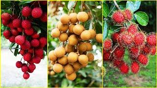 Tropical Fruit Farm Harvest - Lychee, Longan, Rambutan Harvesting - Amazing Agriculture Technology