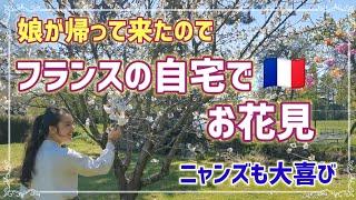 【日本恋しい】義父(フランス人)が残した桜でお花見。猫・娘・桜、我が家の春の庭模様