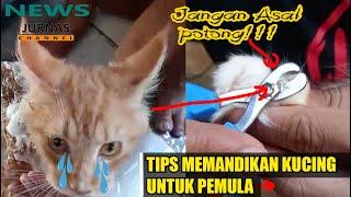 Cara Memandikan Kucing Untuk Pemula