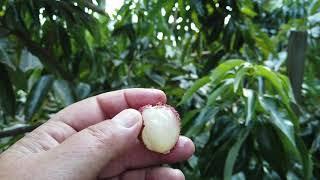 Sweetheart Lychee in Northern California