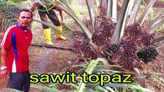 YANG DI NANTI TELAH TIBA PANEN SAWIT BUAH UNGGUL TOPAZ 3 SERI 4 JOSSS