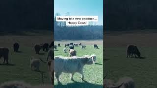 Moving day! #summershadefarms #farmlife #cows #happycows #scottishhighlands #rotationalgrazing