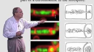 Richard Losick (Harvard) Part 1: Spore Formation in Bacillus Subtilis