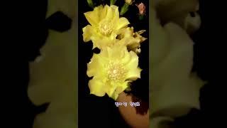 명상 - 밤에 핀 천년초_꽃 2