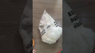 뽁뽁이 뜯다가 안착해버림🫠 #고양이 #cat