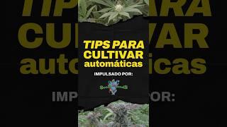 Tips para cultivar Automáticas