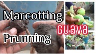 Marcotting Pruning Guava #Tholits