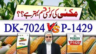 Which is best maize variety || DK7024 Vs P1429 || Crop Reformer