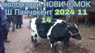 Молбозори НОВИЧОМОК Ш ПАНЧАКЕНТ 2024 11 14+992929323888номериман