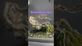 Masterpiece of Making Bonsai Tree on Rock