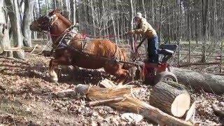 Start and Stay, it's the Suffolk Punch Way!