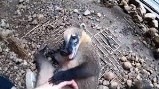 Super cute coati plays with caretaker just like a doggy