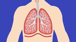 RESPIRATORY SYSTEM SONG | Science Music Video