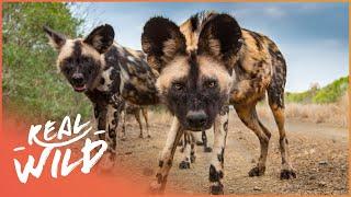 Tracking The African Wild Dog In Their Natural Habitat | Real Wild