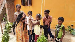 Maari aachi veetu thottam | Vadakku Vijaya Narayanam #tirunelveli #veetuthottam #gardening