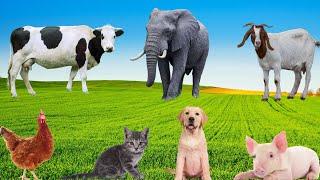 Lovely Animals Collection: Cats, Cows, Dogs, Elephants, Pigs, Chickens, Rabbits, Ducks