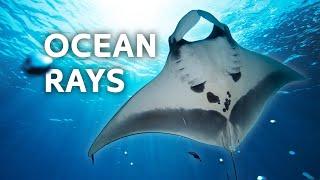 Discovering Mexico's Endangered Manta Rays & Sharks | Blue Realm | All Out Wildlife