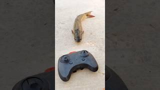 RC remote control fish fanny unboxing and testing #shorts #fish #original