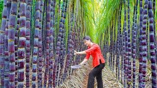 LÝ TRIỆU CA: HARVESTING SWEET SUGARCANES - A DAY AT THE MARKET AND COOKING MAGIC