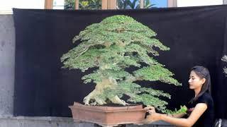 Bonsai Istana Bonsai Bali  | Agung Tresna PC