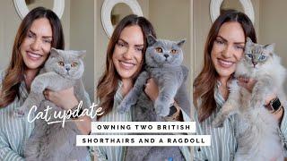 THINGS YOU SHOULD KNOW ABOUT OWNING BRITISH SHORTHAIRS VS RAGDOLLS | CAT UPDATE LIZA PRIDEAUX 2024