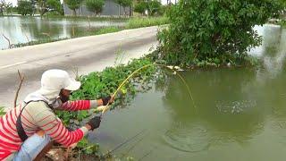 Mengerikan!! Tarikan ikan mas MOSTER, mancing di pinggir jalan raya