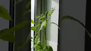 Helping my Chilli plants fruit all Winter