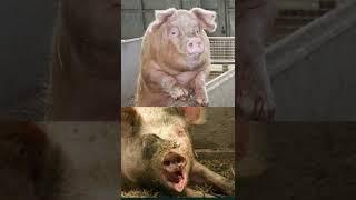 ¡EL CHANCHO ES EL ANIMAL MAS LIMPIO! ¿POR QUÉ?