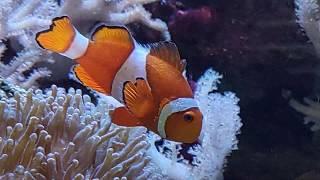 Clownfish and Regal Blue Tang Fish (4K Video)