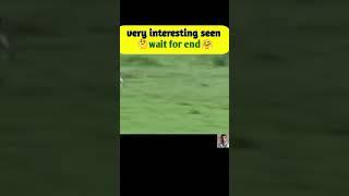 chita attack on deer,#viral #beautifullnature #viralshort #treding